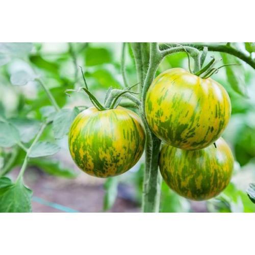 25 Graines De Tomate Zebra