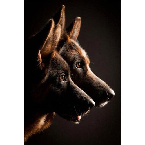 Toile De Chien De Berger Allemand, Noir Et Blanc, Peinture D'animaux, Affiches Imprimées, Tableau D'art Mural Pour Salon, Décor De Maison Cuadros Sans Cadre?40x40cm