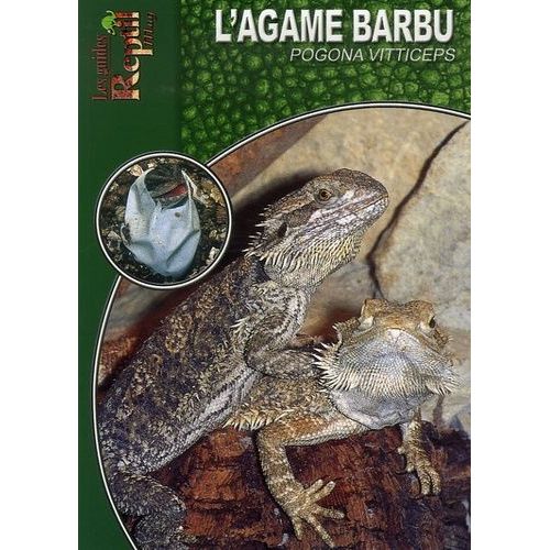L'agame Barbu - Pogona Vitticeps