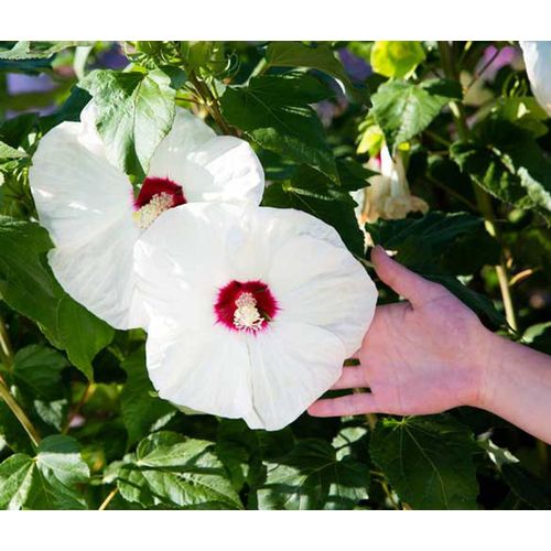 25 Graines D Hibiscus Des Marais