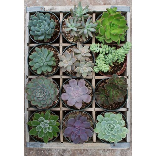 Relax - Green - Puzzle 300 Pièces