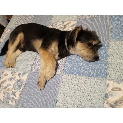 Marley Un Ami Pour La Vie