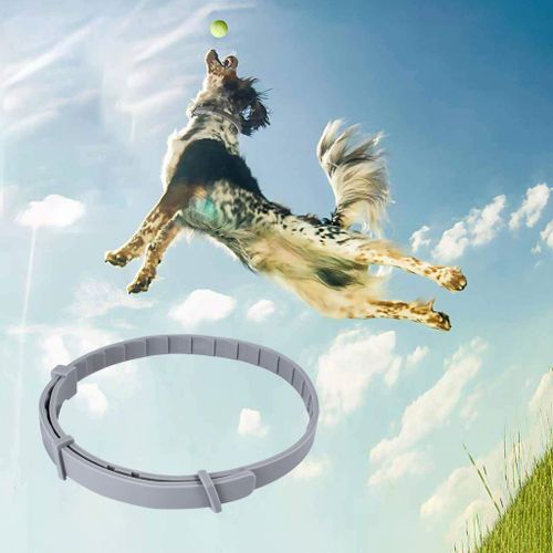 Collier Anti-Puces Et Anti-Tiques Pour Chiens Et Chats, Collier Anti-Tiques, Anti-Moustiques Et Anti-Insectes, Protection De 8 Mois