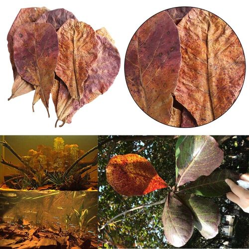 20 pièces/58g naturel Terminalia Catappa feuilles Aquarium décoration Aquarium réservoir outils de nettoyage traitement de l'eau accessoires d'aquarium