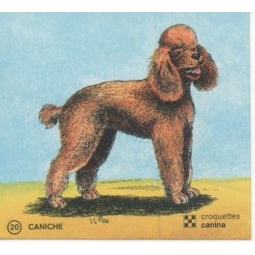 Caniche