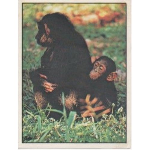 Le Chimpanzé Du Gabon