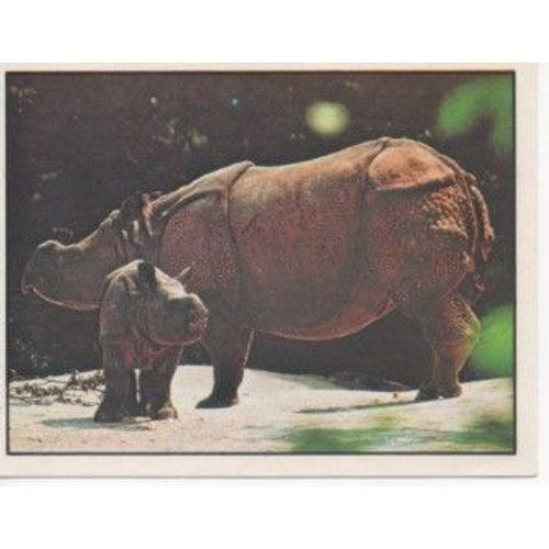 Rhinocéros