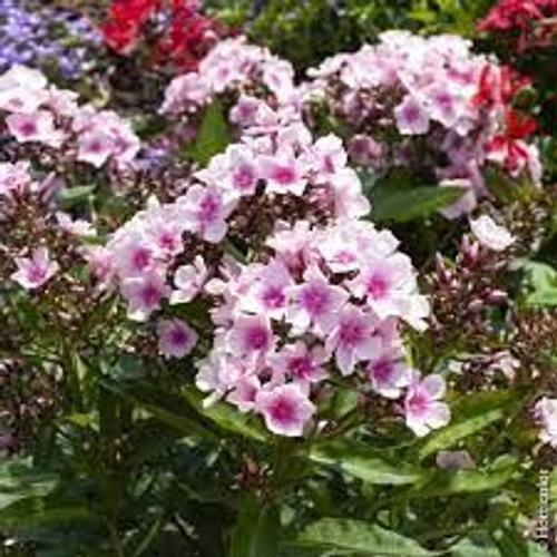 Phlox Rose 50 Graines