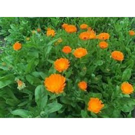 Calendula Officinal 30 Graines