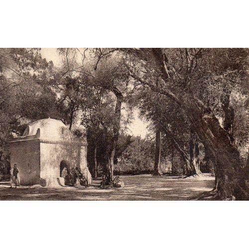 Cpa Debut Xx Eme Siecle - N° 43 Blida - Marabout Bois Sacre - Non Ecrite Edition Cie Alsacienne Des Arts Photomecaniques