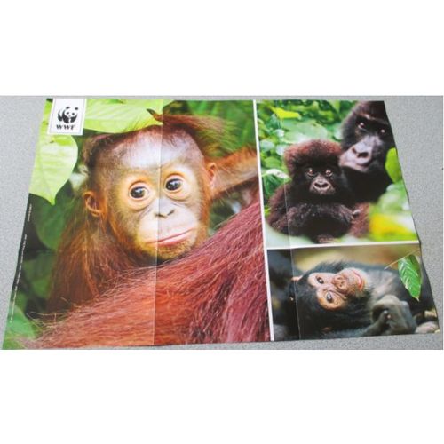 Fiche Wwf 16082-2062 Avec 3 Images De Grands Singes Dont LEspèce Est Menacée Chimpanzés - Orangs-Outans - Gorilles De Montagne-20x42cm-Peut S'afficher En Poster Ou Se Découper Image Par Image