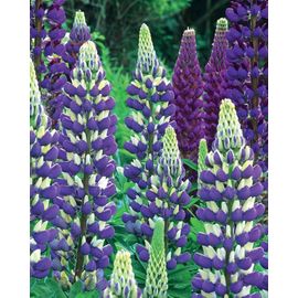 Lupins Bleus Et Blancs 30 Graines