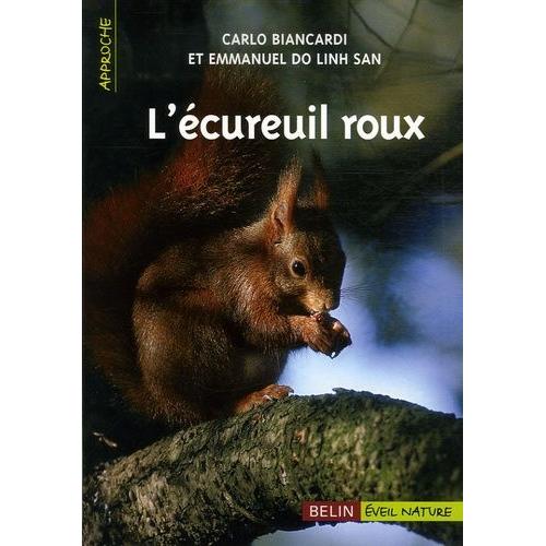 L'écureuil Roux