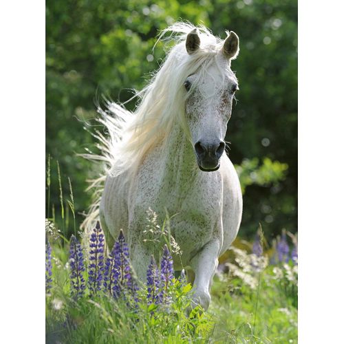 Puzzle Pièces Xxl - White Horse - Puzzle 100 Pièces