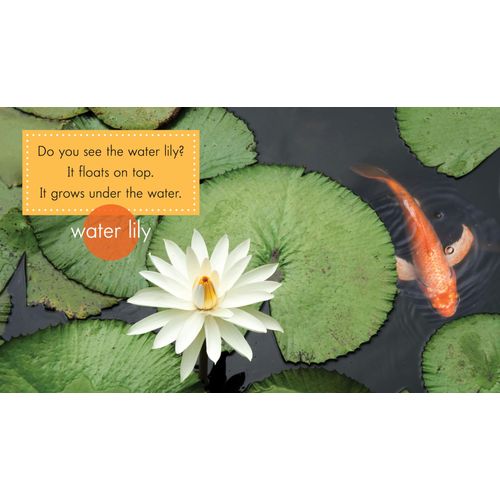 In The Pond