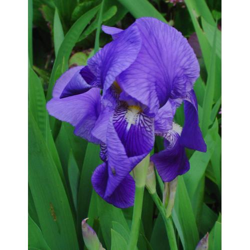Iris Germanica Iris Commun Violet Barbu 1 Rhizome