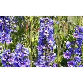 Delphinium Violet 30 Graines