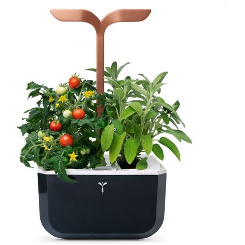 Jardin d'intérieur Veritable Exky Smart Copper / 4 lingots / 1 livre