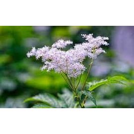 Reine Des Prés (Filipendula Ulmaria), 50 Graines