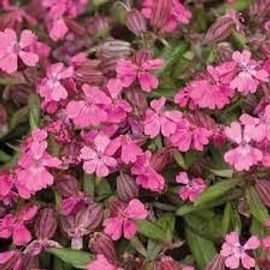 Silne Rose 50 Graines