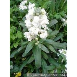 Giroflees Blanches, 50 Graines