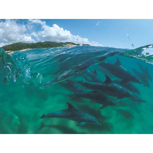 Bottlenose Dolphins - Puzzle 1000 Pièces