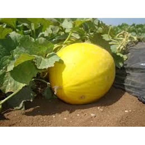 Melon D'eau 30 Graines