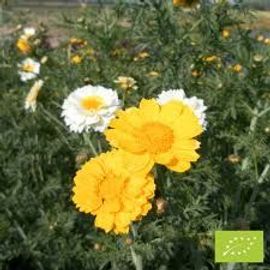 Chrysanthème Des Jardins 50 Graines