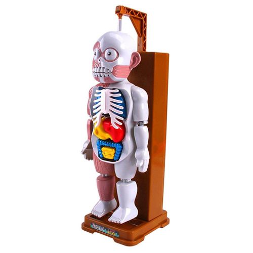 Modèle De Corps Humain Réaliste, Fête, Gags, Crâne, Orgue, Halloween, Cadeaux, Puzzle, Farces, Jouets De Réflexion, Mannequin Pour Enfants Et Adultes