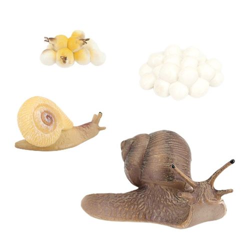 Jeu De Croissance D'animaux Marins, Cycle De Vie D'escargot, Pour Salle De Classe, Pour Enfants