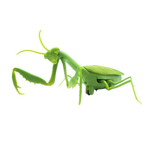 Jouet Naturel Éducatif Pour Enfants, Insectes Sauvages, Mantis, Fête