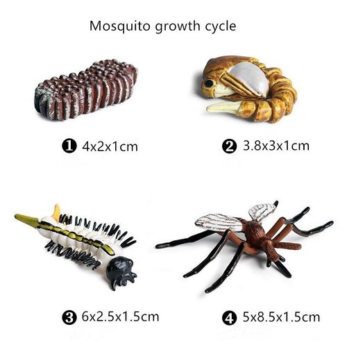 Figurine De Cycle De Croissance D'Escargot, Modèle Animal, Figurines D'Action Miniature, Décor De Jardin, Jouets Éducatifs De Collection