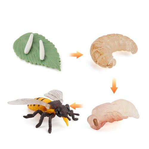 Figurines Miniatures Du Cycle De Vie D'une Arbalète, Coccinelle, Modèle De Croissance, Jouets Éducatifs