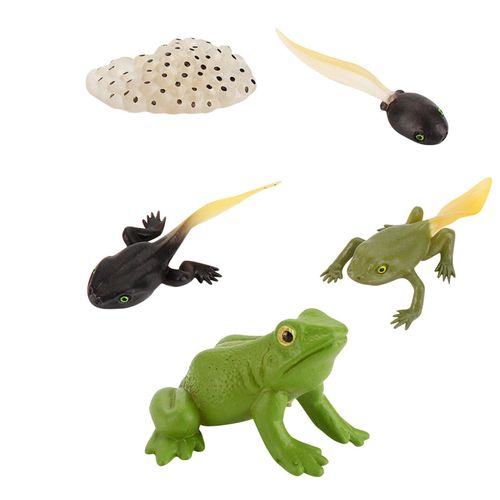 Modèle De Cycle De Croissance Animale Pour Enfants, Jouets Éducatifs Cognitifs, Simulation D'insecte, Ornements De Mini Cycle De Croissance Animale