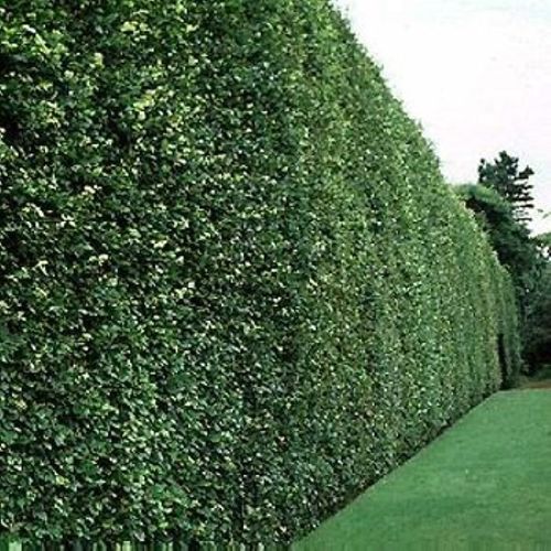 Lot 100 Hêtres Plantes En Racines Nues 20/30 Cm Pour La Constitution De Haie Ou De Bois Ou Isolé