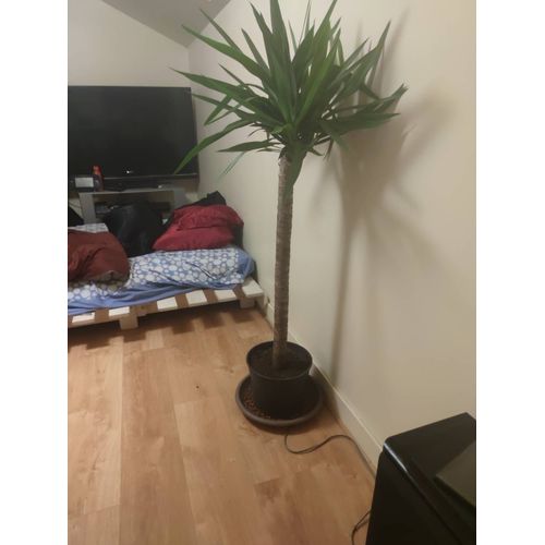 Yucca 1m50