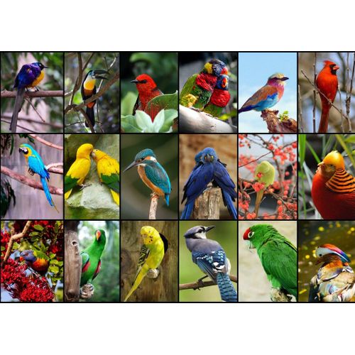 Collage - Oiseaux Colorés - Puzzle 1500 Pièces