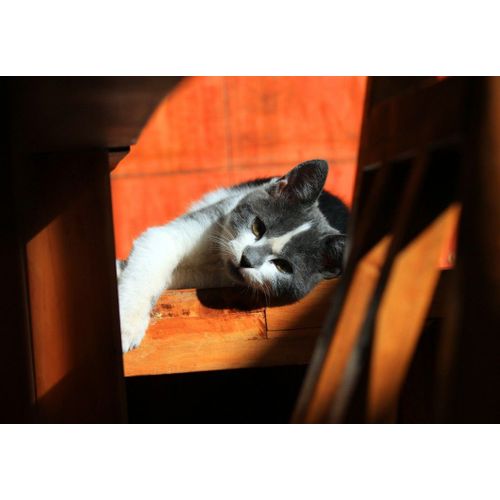 Chaton - Puzzle 12 Pièces