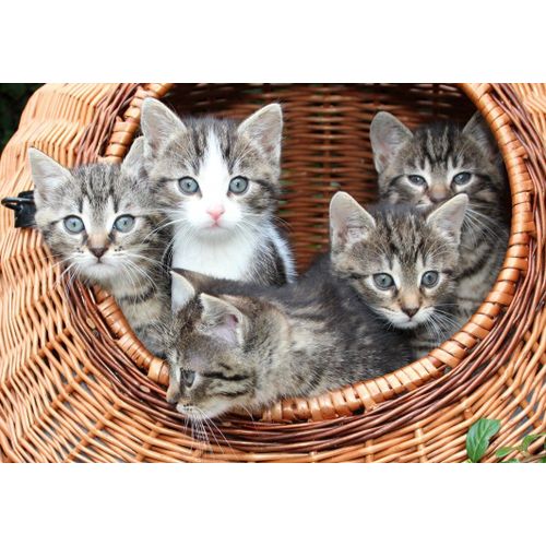 Chatons Dans Le Panier - Puzzle 24 Pièces