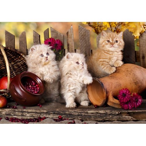 Chats Persans - Puzzle 204 Pièces