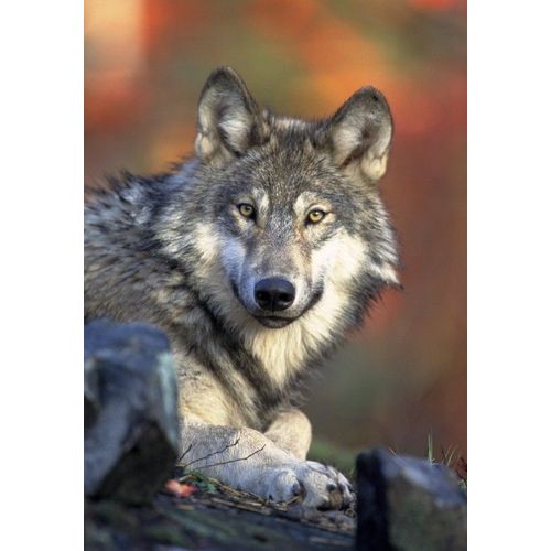 Loup - Puzzle 12 Pièces