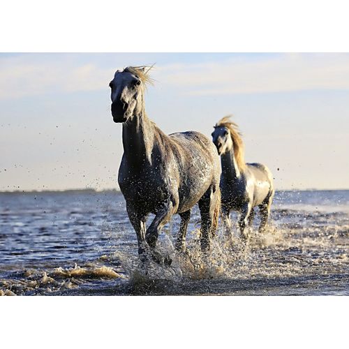 Chevaux - Puzzle 104 Pièces