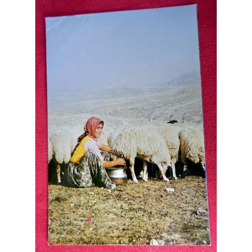 Carte Postale Turquie. Bergère Et Ses Moutons. Beaux Timbres Turquie.