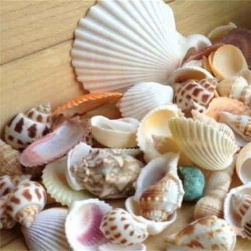 Mini Ornement De Paysage D'aquarium De Conque De Coquillage De Forme Mixte De 100g, Décor Artisanal De Bricolage