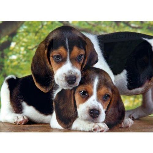 Puzzle Chien Beagles - 500 Pieces - Clementoni - Collection 2 Chiots