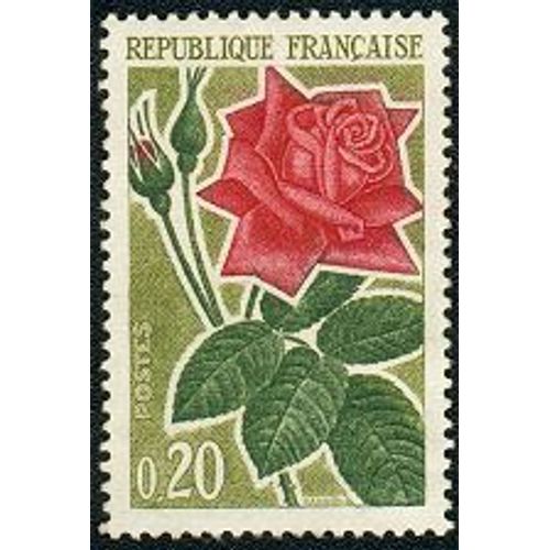 Rose Moderne
