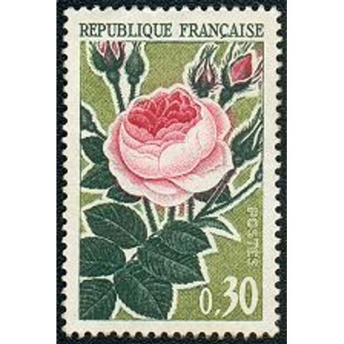 Rose Ancienne