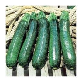 Graines Courgette Taramino