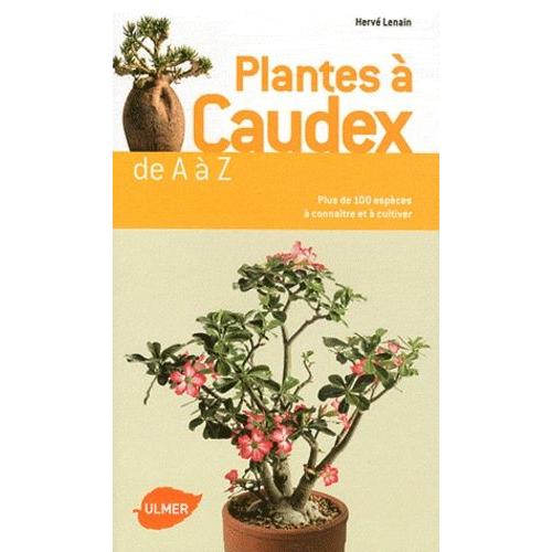 Plantes À Caudex De A À Z