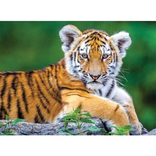 Puzzle 150 Pieces Bébé Tigre Du Bengale Couché - Collection Animaux Sauvages - Enfant